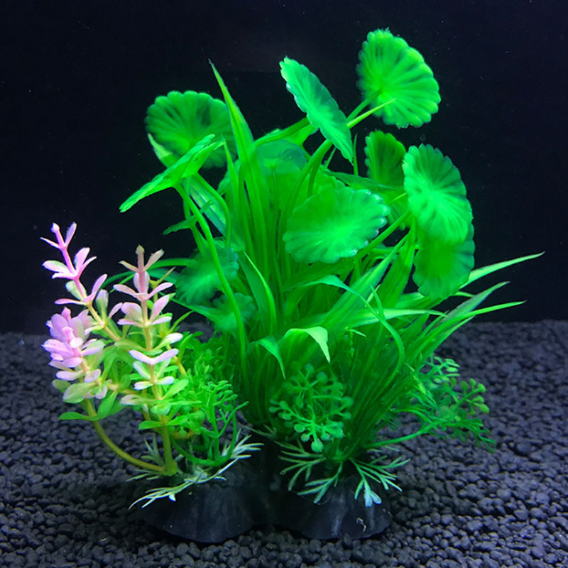 Aquarium decoration a variety  - Aquarium Plant Varieties recension och pris