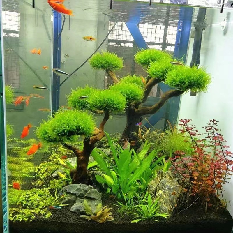 Fish tank greening wood frame  - Aquarium Planted Wood recension och pris