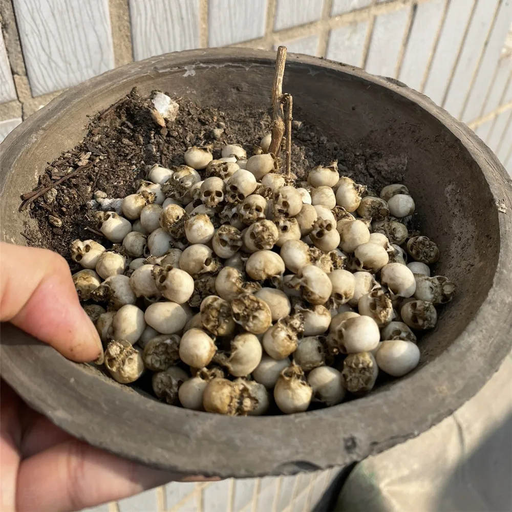 Mini Skull High Quality Miniat - Aquarium Plant In Pot recension och pris