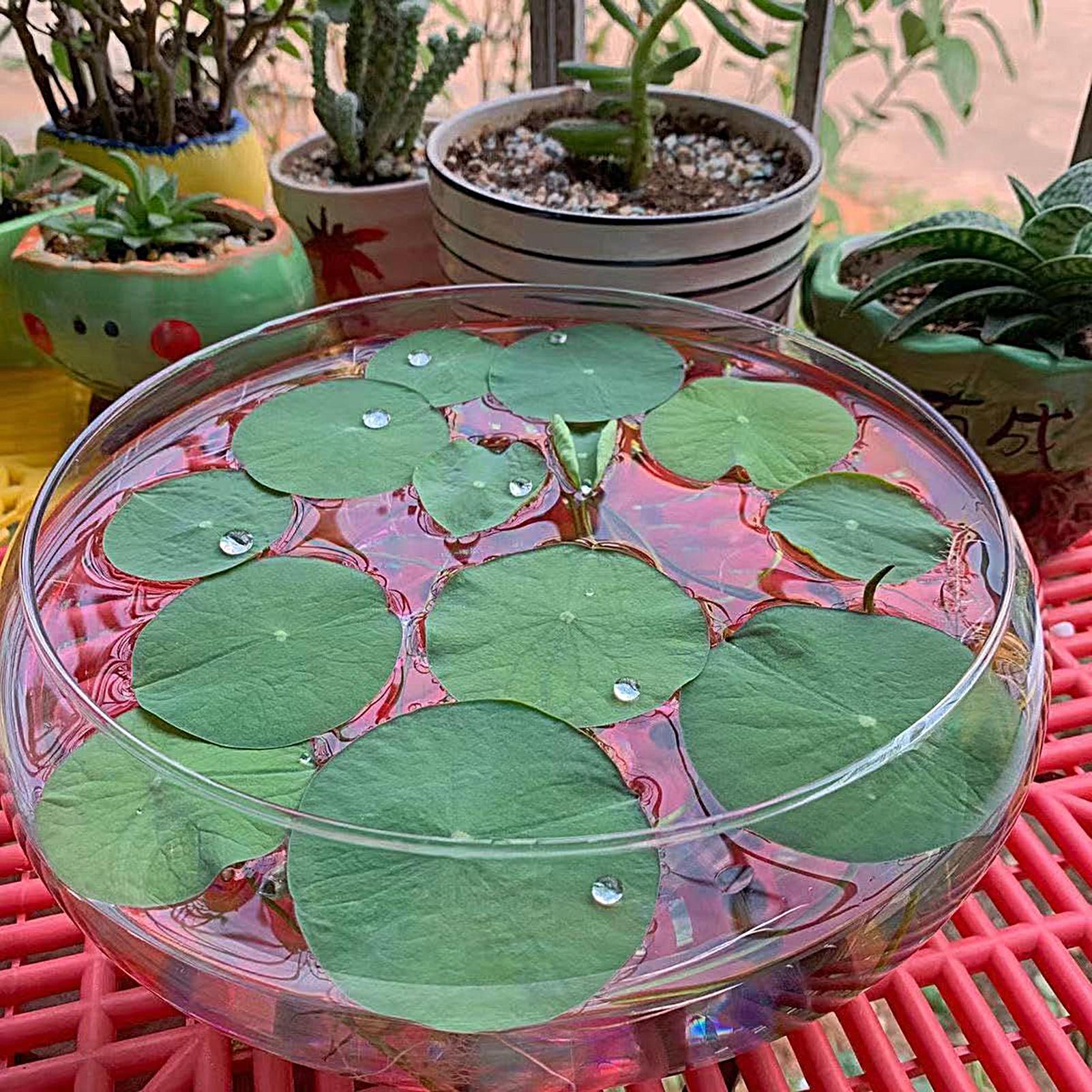 Fish Glass Bowl Glass Large Hy - Planted Aquarium Bowl recension och pris